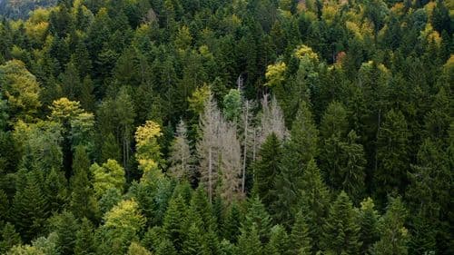 FORETS VERCORS ET CC.00_00_40_10.Still003.jpg